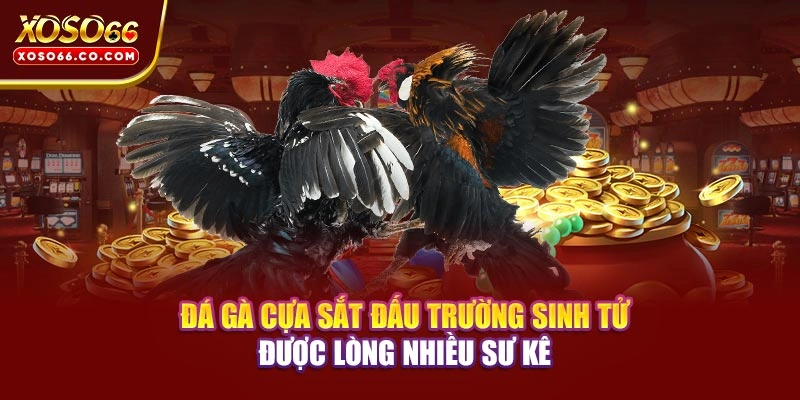 Đá Gà Cựa Sắt - Đấu Trường Sinh Tử Được Lòng Nhiều Sư Kê 