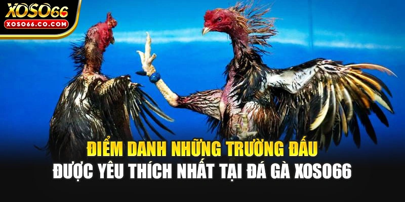 Điểm danh những trường đấu được yêu thích nhất tại đá gà XOSO66