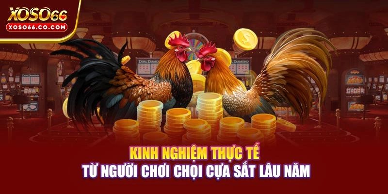 Kinh nghiệm thực tế từ người chơi chọi cựa sắt lâu năm